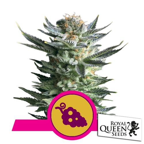 ROYAL QUEEN SEEDS - FRUIT SPIRIT FEM - 3 SEMI