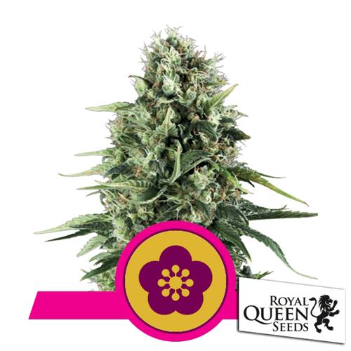 ROYAL QUEEN SEEDS - POWER FLOWER FEM - 5 SEMI