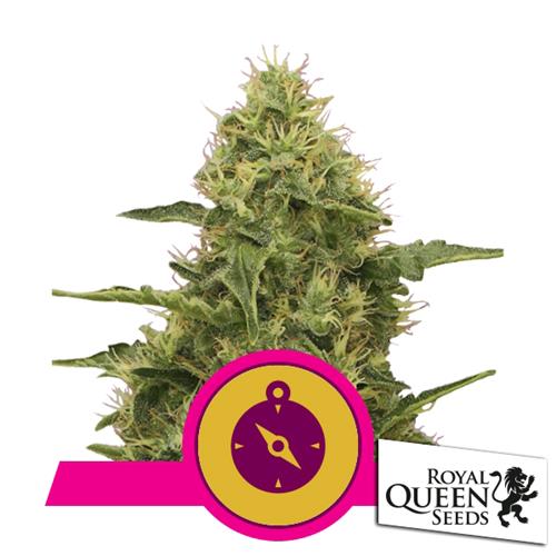 ROYAL QUEEN SEEDS - NORTHERN LIGHT FEM - 5 SEMI