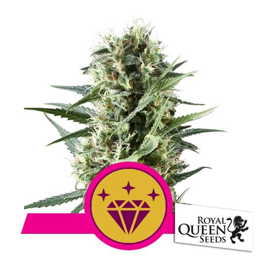 ROYAL QUEEN SEEDS - SPECIAL KUSH #1 FEM - 5 SEMI