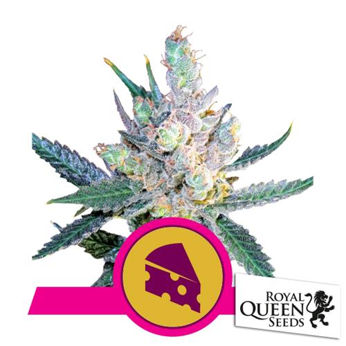 ROYAL QUEEN SEEDS - ROYAL CHEESE FEM FAST - 5 SEMI