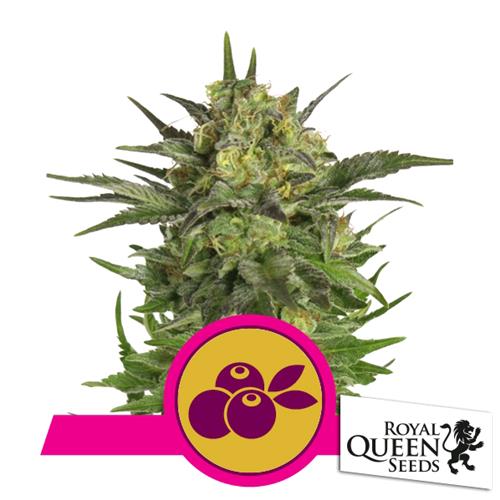 ROYAL QUEEN SEEDS - HAZE BERRY FEM - 3 SEMI