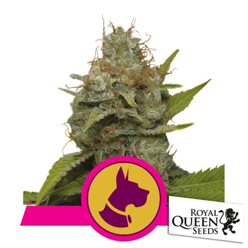 ROYAL QUEEN SEEDS - KALI DOG FEM - 5 SEMI