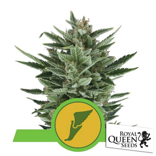 ROYAL QUEEN SEEDS - QUICK ONE AUTO - 10 SEMI
