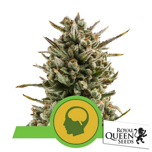 ROYAL QUEEN SEEDS - AMNESIA HAZE AUTO