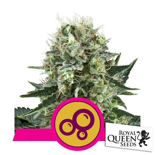 ROYAL QUEEN SEEDS - BUBBLE KUSH FEM - 5 SEMI