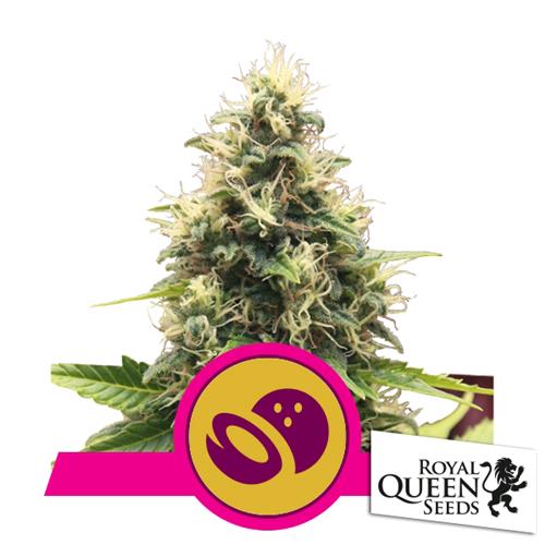 ROYAL QUEEN SEEDS - SOMANGO XL FEM - 3 SEMI