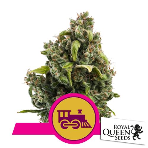 ROYAL QUEEN SEEDS - CANDY KUSH EXPRESS FEM FAST - 5 SEMI