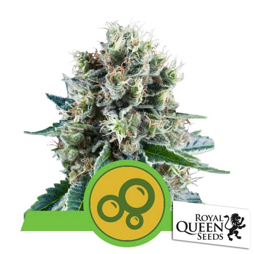 ROYAL QUEEN SEEDS - BUBBLE KUSH AUTO - 10 SEMI