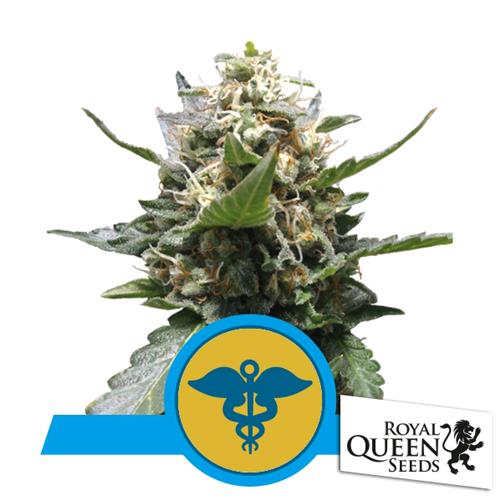 ROYAL QUEEN SEEDS - ROYAL MEDIC FEM CBD - 3 SEMI