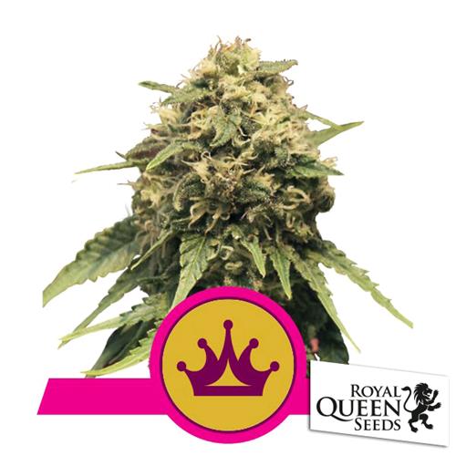 ROYAL QUEEN SEEDS - SPECIAL QUEEN #1 FEM - 3 SEMI