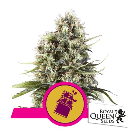 ROYAL QUEEN SEEDS - CHOCOLATE HAZE FEM - 3 SEMI