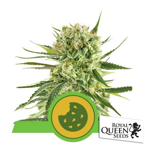 ROYAL QUEEN SEEDS - ROYAL COOKIES AUTO - 25 SEMI - USA PREMIUM
