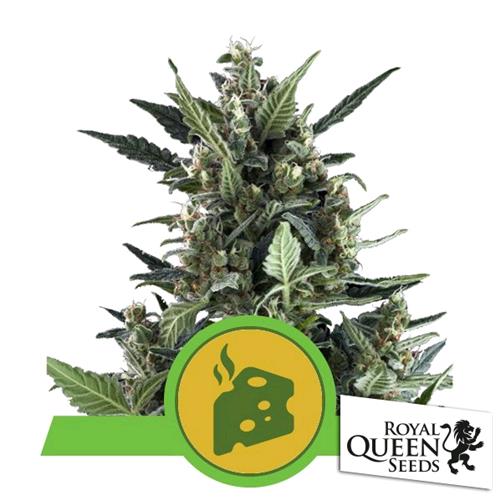 ROYAL QUEEN SEEDS - BLUE CHEESE AUTO - 10 SEMI