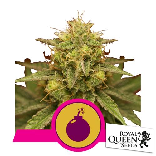 ROYAL QUEEN SEEDS - ROYAL DOMINA FEM - 5 SEMI