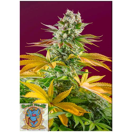 SWEET SEEDS - GORILLA GIRL FEM - F1 FAST VERSION - BULK 500 SEMI