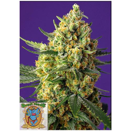 FINO A ESAURIMENTO SCORTE SWEET SEEDS - CRYSTAL CANDY XL AUTO - 5+2 SEMI