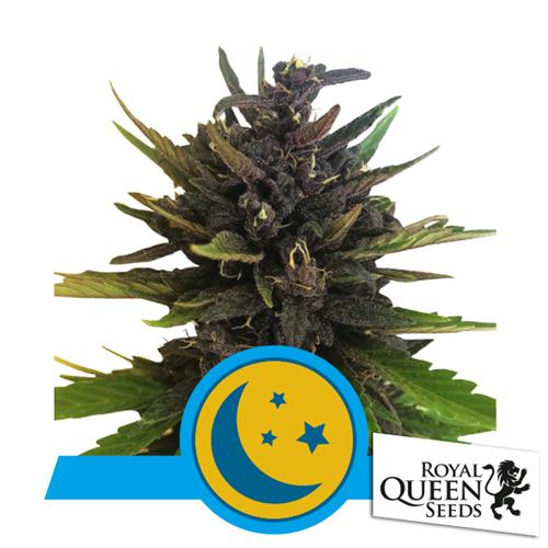 ROYAL QUEEN SEEDS - PURPLEMATIC AUTO CBD - 3 SEMI