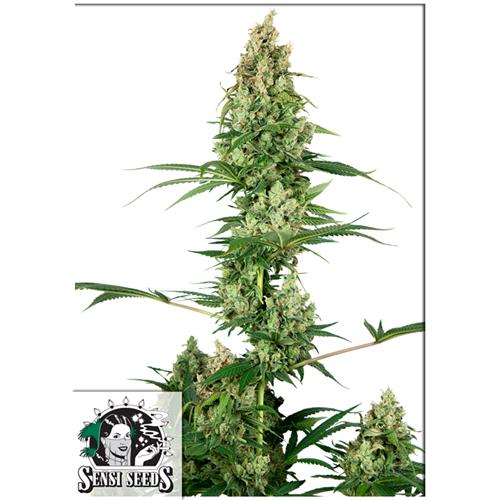 FINO A ESAURIMENTO SCORTE SENSI SEEDS - SILVER FIRE (EX SENSI #32) - 3 SEMI