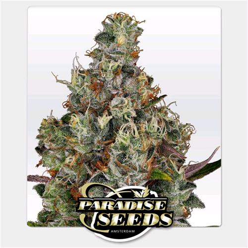 PARADISE SEEDS - RAINBOW ROAD FEM - 10 SEMI