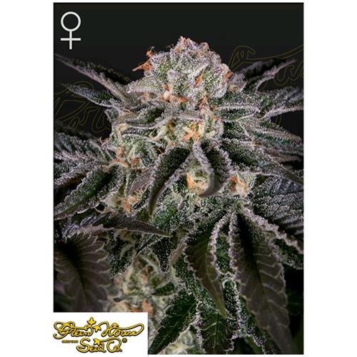 GREEN HOUSE - WONDER PIE - 10 SEMI