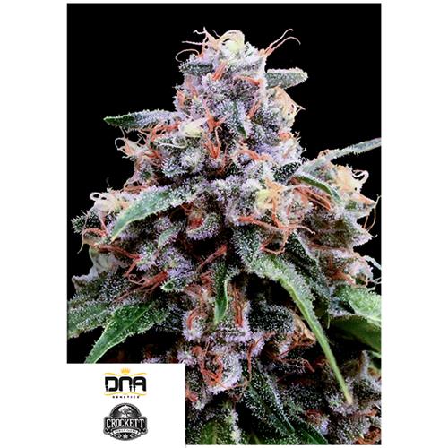 DNA GENETICS - LEMON 18 FEM - 6 SEMI