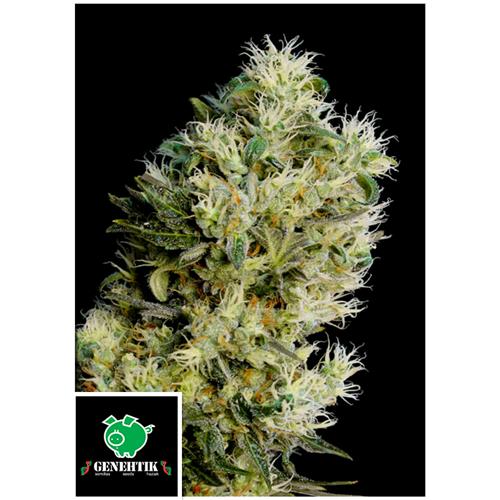 GENEHTIK - AMNESIA BILBO AUTO - 1 SEME