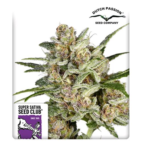 SUPER SATIVA SEED CLUB - SUPER MAD SKY FLOATER - 8 SEMI