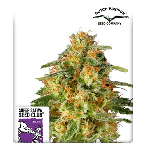 SUPER SATIVA SEED CLUB - TNT TRICHOME - 8 SEMI