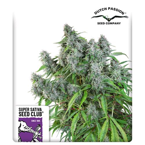 SUPER SATIVA SEED CLUB - FROSTY FRIDAY - REGOLARE - 12 SEMI
