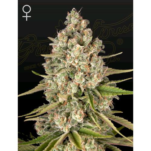 GREEN HOUSE - LOST PEARL - 1 SEME