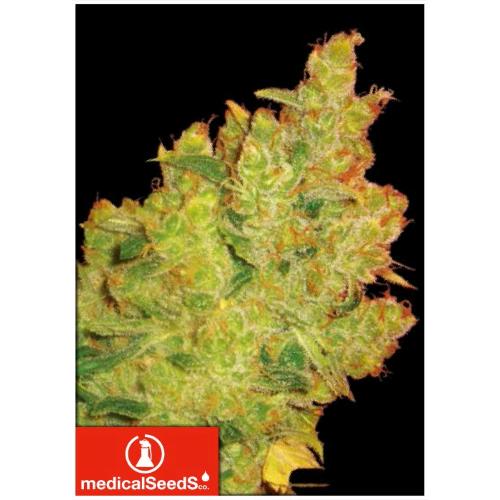 MEDICAL SEEDS - JACK LA MOTA 10 SEMI