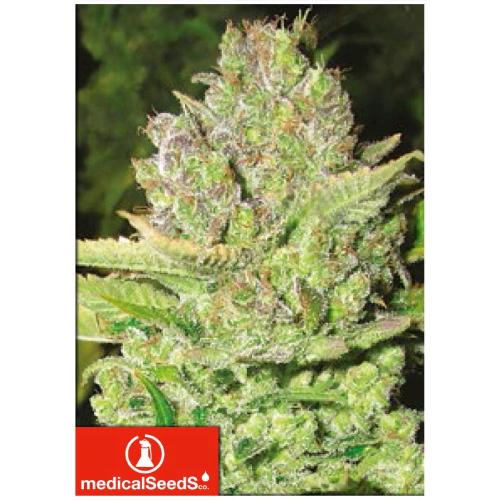 MEDICAL SEEDS - DEVIL FRUIT 5 SEMI