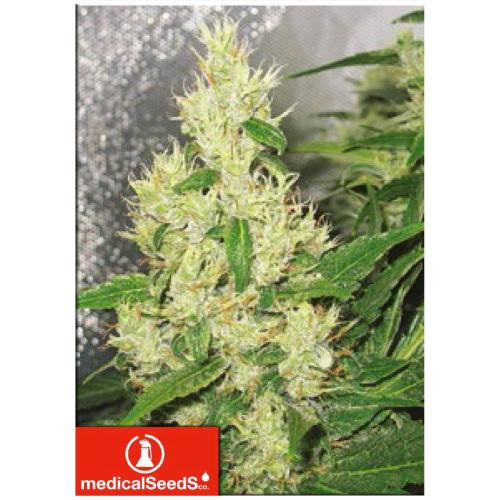 MEDICAL SEEDS - Y GRIEGA 3 SEMI