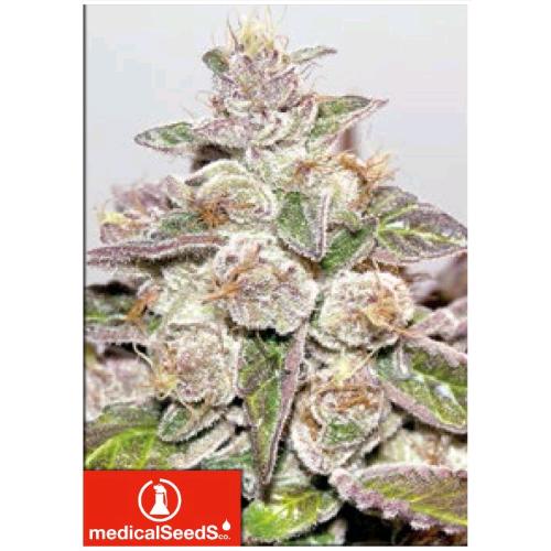 MEDICAL SEEDS - MENDOCINO PURPLE KUSH 3 SEMI