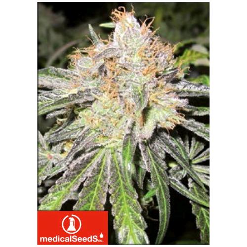 MEDICAL SEEDS - DEEP NEVILLE REGOLARE - 10 SEMI
