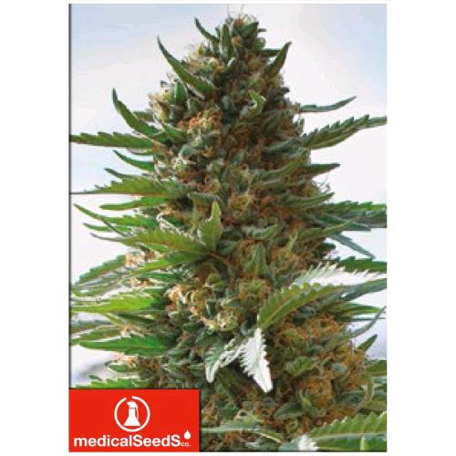 MEDICAL SEEDS - OVER DAWG - 5 SEMI