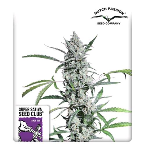 SUPER SATIVA SEED CLUB - FAT PETE'S COOKIES AUTO - 8 SEMI