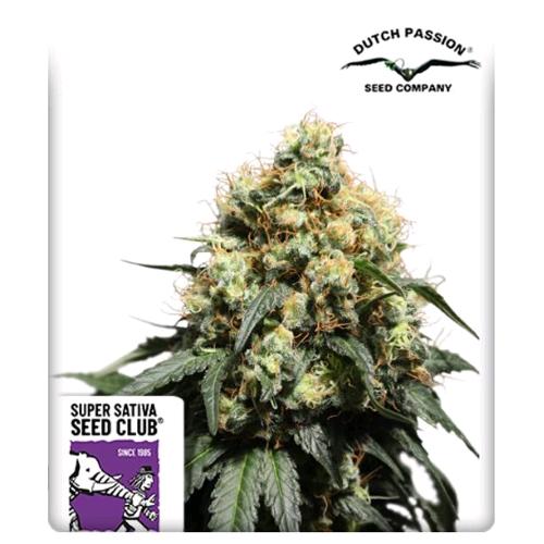 SUPER SATIVA SEED CLUB - BRUCE LEMON DIESEL - 8 SEMI