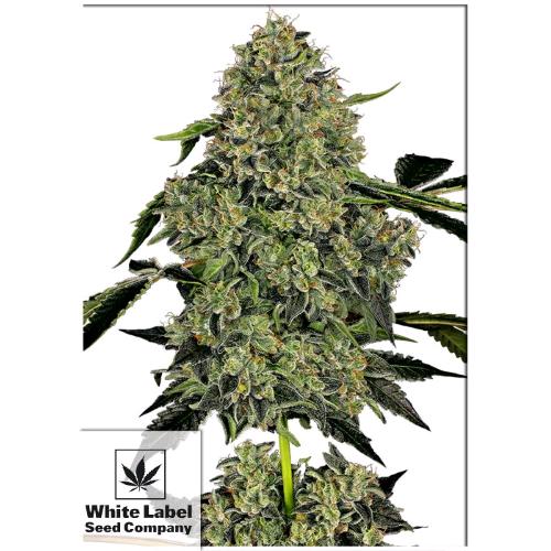 WHITE LABEL - O.G. KUSH AUTO - 3 SEMI