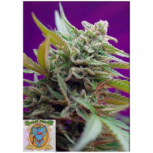 FINO A ESAURIMENTO SCORTE SWEET SEEDS - BLACK JACK AUTO - 3+1 SEMI