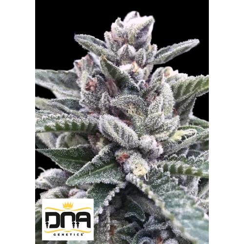 DNA GENETICS - KOSHER SORBET FEM - 6 SEMI
