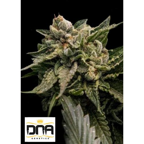 DNA GENETICS - STRAWBERRY SORBET FEM - 6 SEMI