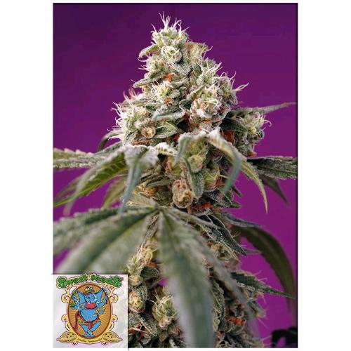 SWEET SEEDS - BRUCE BANNER AUTO - BULK 100 SEMI