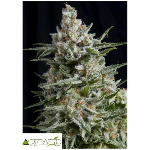 PYRAMID SEEDS - AUTO ANESTHESIA 5 SEMI