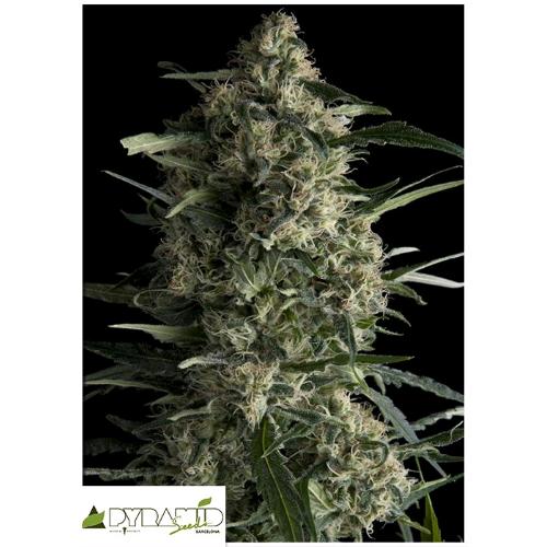 PYRAMID SEEDS - GALAXY CBD - 3 SEMI