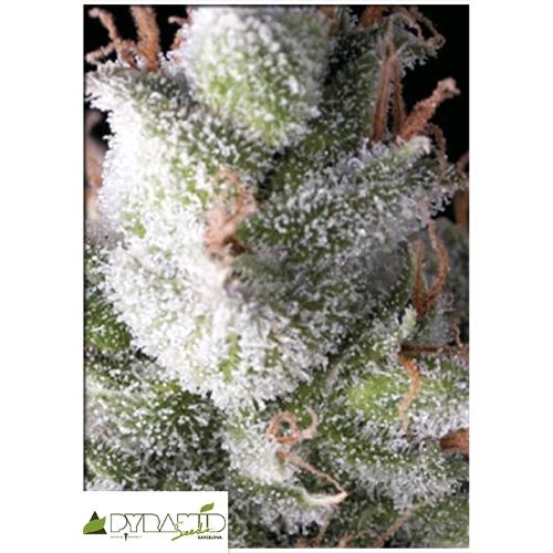 PYRAMID SEEDS - RAMSES AUTO 50 SEMI