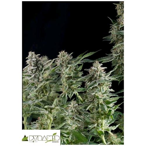 PYRAMID SEEDS - NORTHERN LIGHTS AUTO 1 SEME