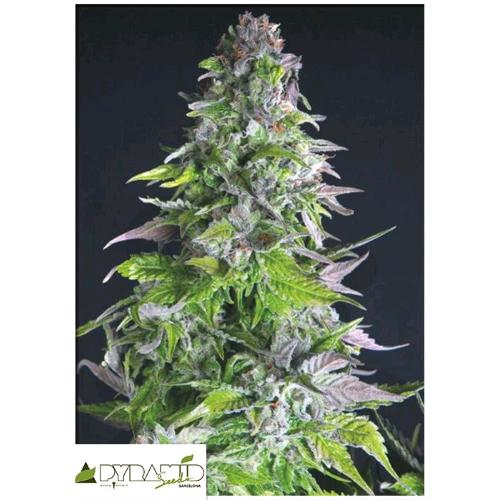 PYRAMID SEEDS - ROMULAN - 1 SEME
