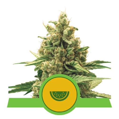 ROYAL QUEEN SEEDS - WATERMELON AUTO - 5 SEMI - USA PREMIUM